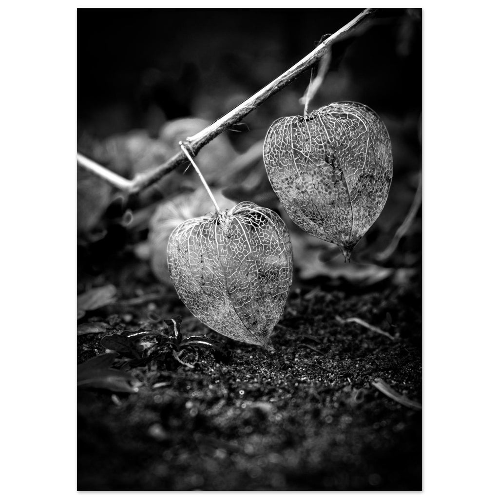 Das Bild "Leichtigkeit" als Print